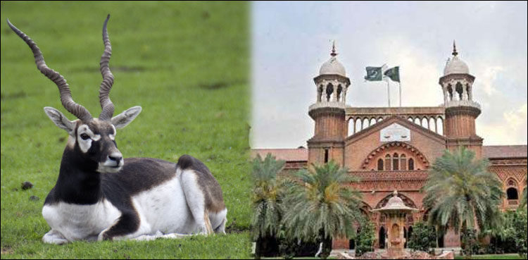 LHC, black bucks