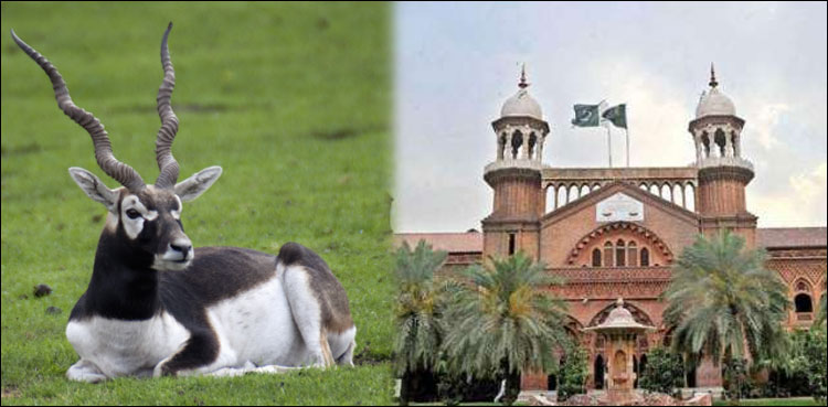 blackbucks, LHC, hunting
