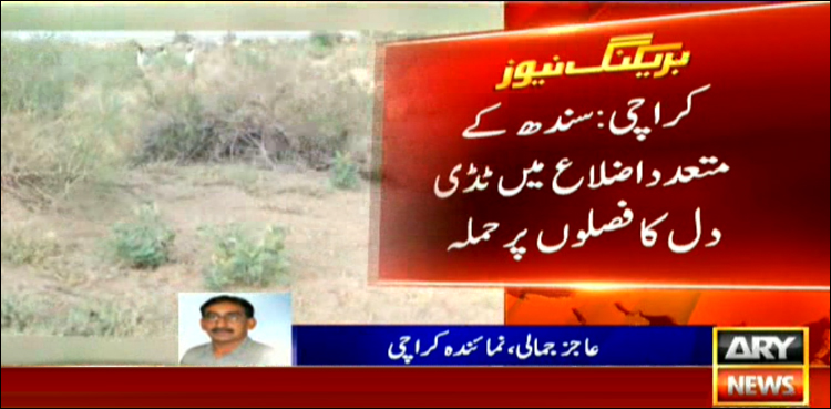 Sindh, locusts attack