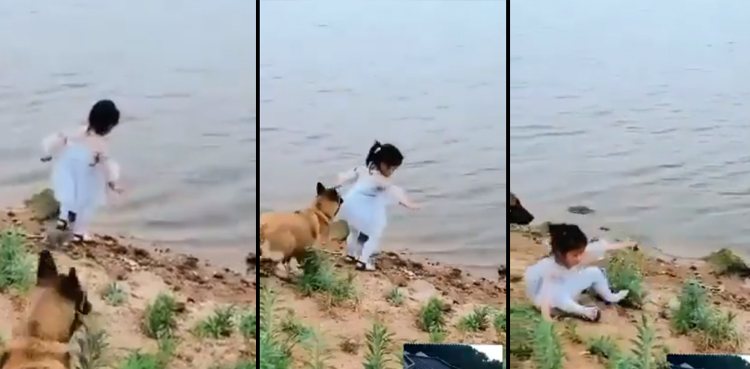 dog rescues little girl viral video