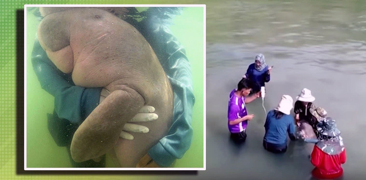 Marium, Baby dugong