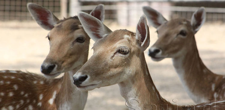 Fawns