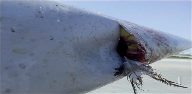 Bird Strike, Bird Crash, Plane, Sharjah, Peshawar, CAA, Civil Aviation Authority
