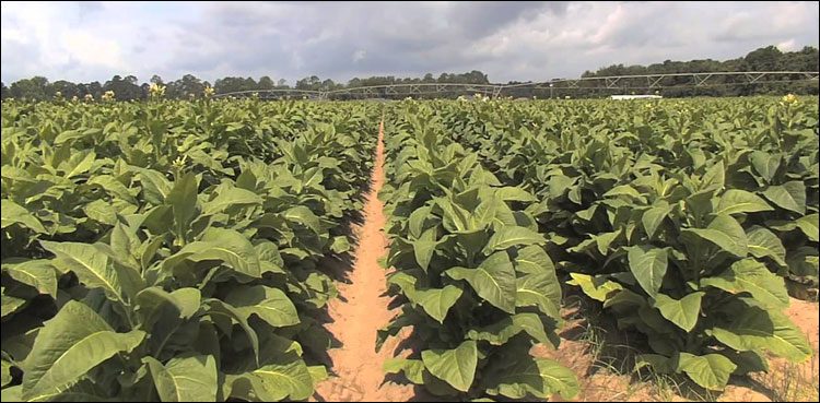 Tobacco