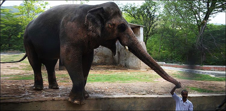 Islamabad Zoo, adverse conditions