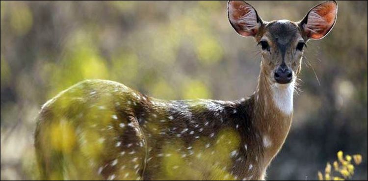Deer