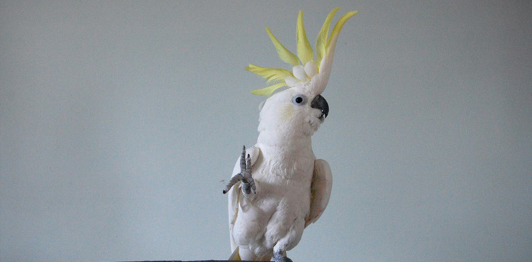 cockatoo