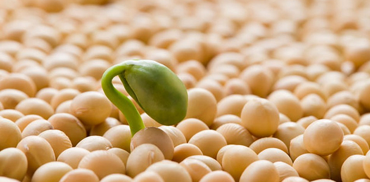 China's Sinograin books US soy purchases