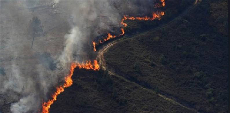 wildfire