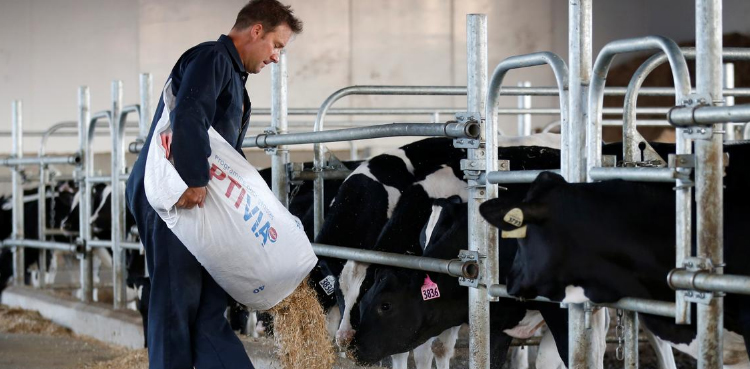 US to pay farmers for milk loss due to bird flu