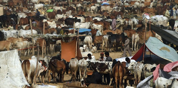 Over 30000 sacrificial animals, arrive, Karachi Cattle Market