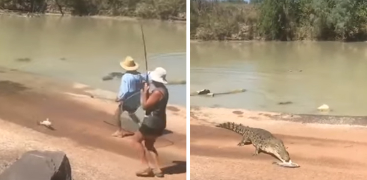 Crocodile snatches fish from woman
