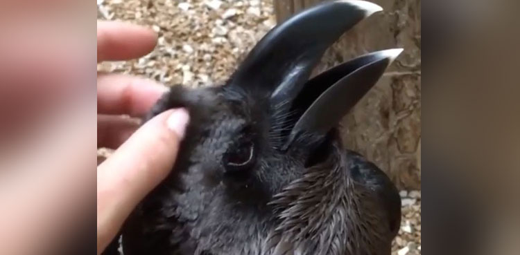 Crow, Rabbit, Raven
