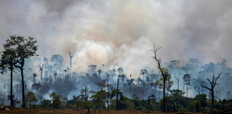 Amazon, Amazon Fires, Brazil