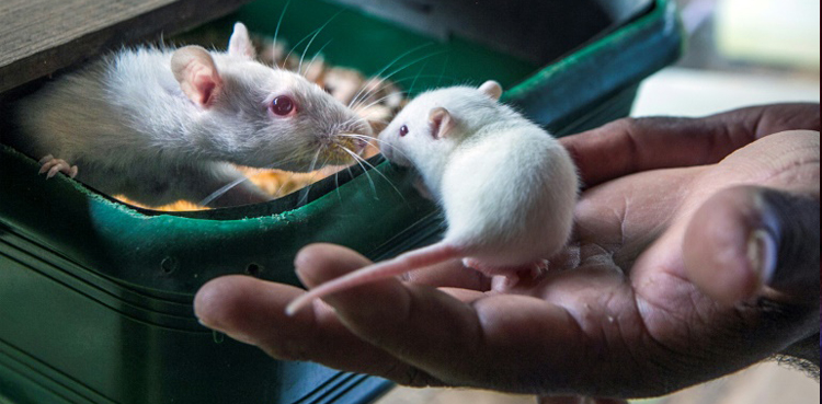mice coronavirus