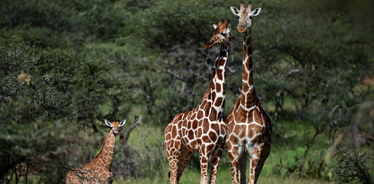 giraffe, extinction