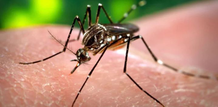 Pakistan to train Africa to deal with mosquito identification