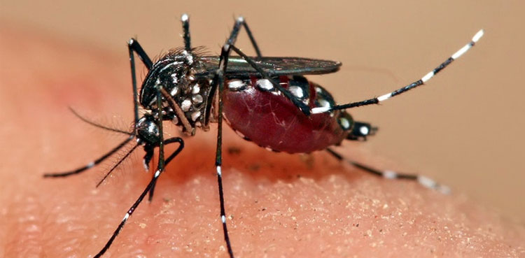 islamabad dengue fever