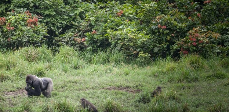 Gabon forest funds