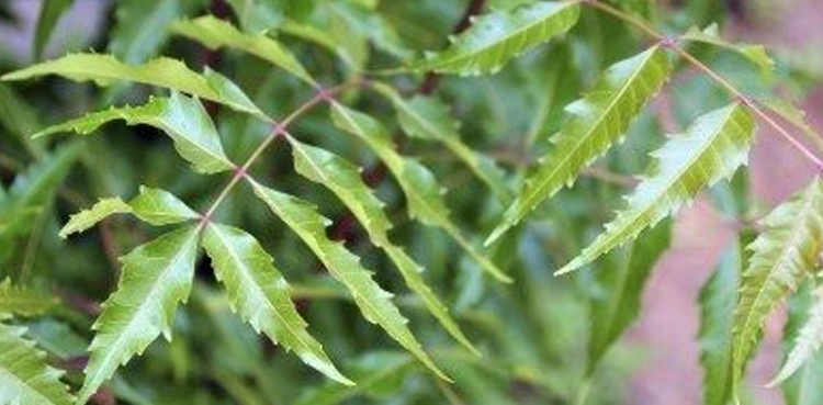 neem tree plantation drive