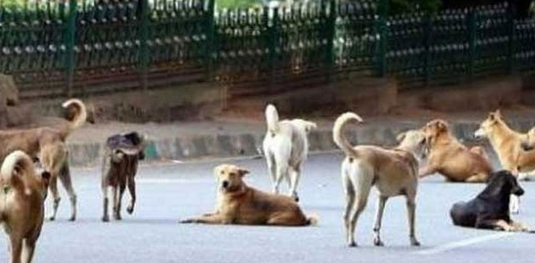 Karachi Stray dogs bite
