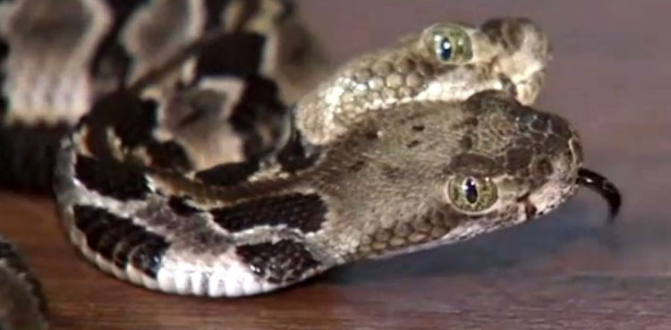 Two-headed rattlesnake