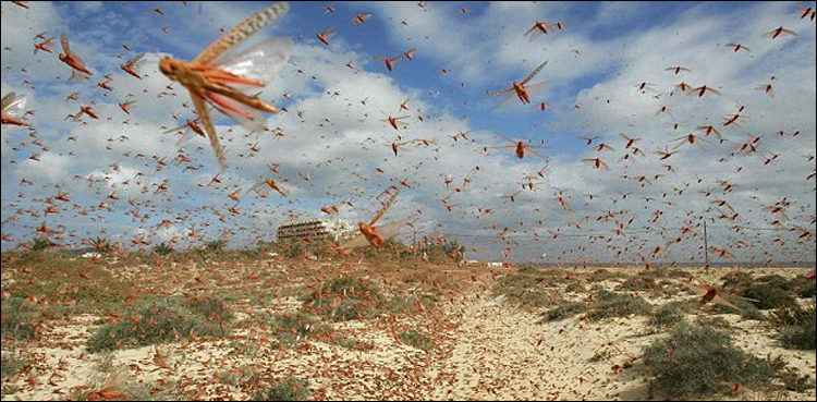 anti-locust spray, Cholistan, Ahmedpur East