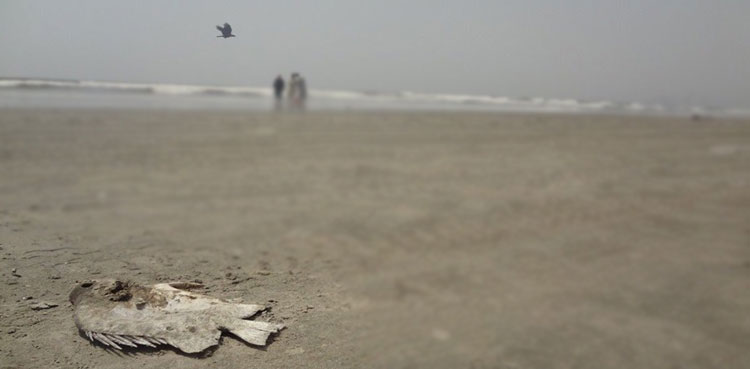 Karachi, seashore, sea creatures, fish, dead, pollution, sea life