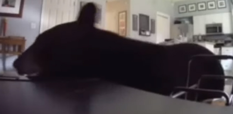 Bear inside house