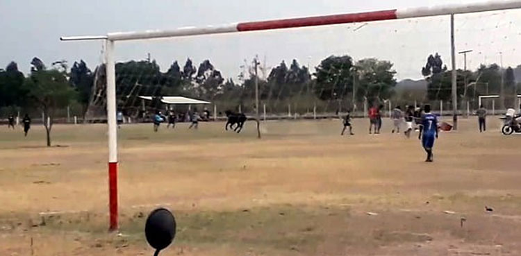 Argentina Soccer game Bull