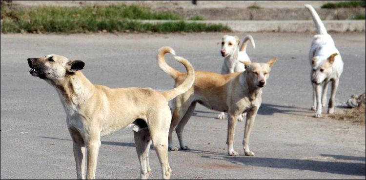 Jahanian dogs maul girl to death
