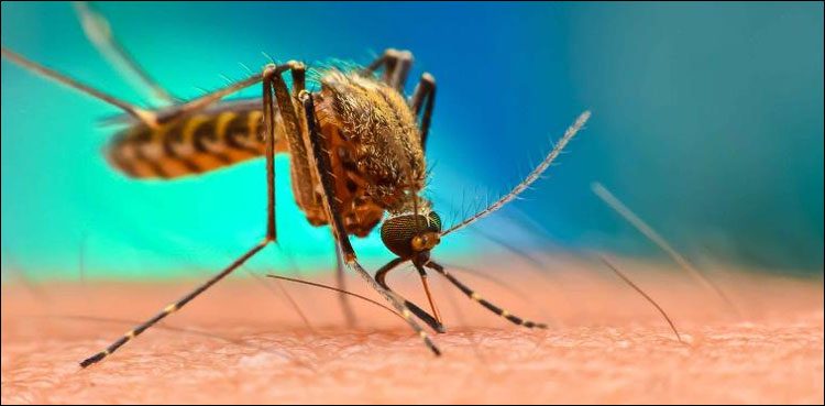 dengue fever punjab lives