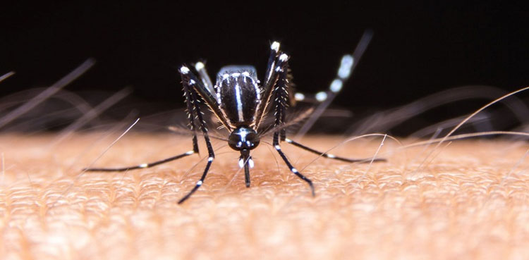 dengue fever cases islamabad