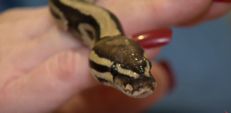 Missing Python