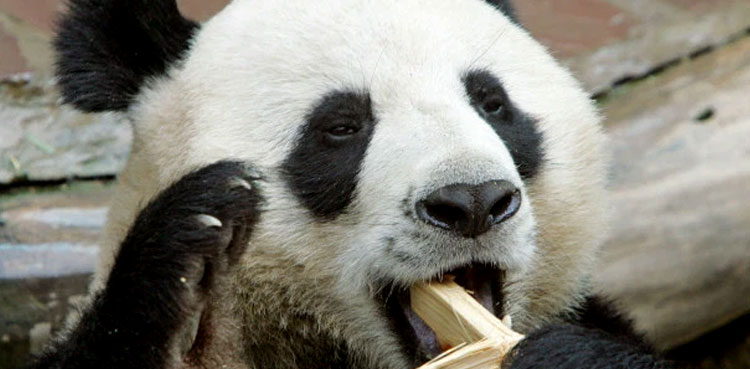 Panda's death