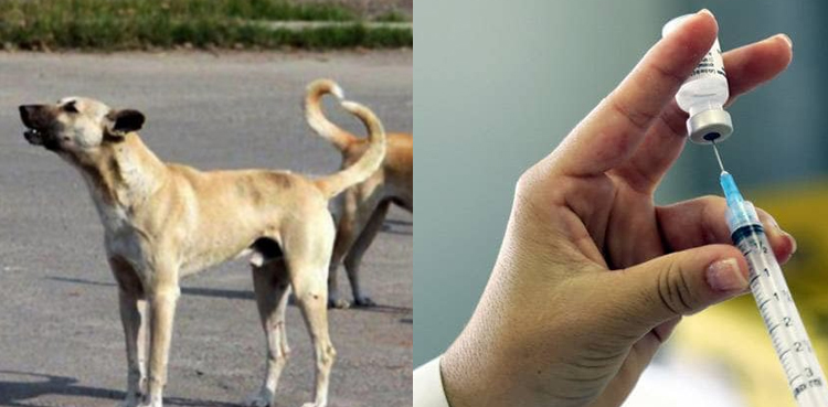 dog bite vaccine, Commissioner Karachi