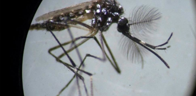Islamabad Dengue Fever Case