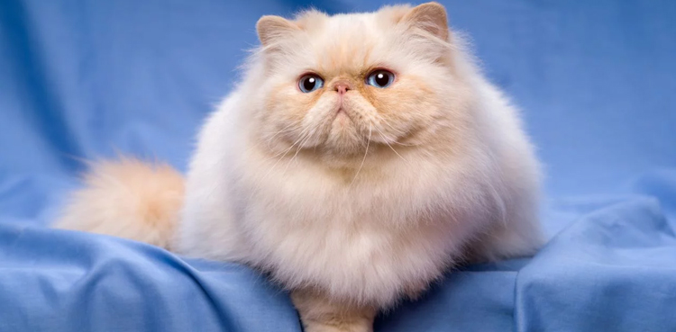 Cat, Expensive cat, cargo, cage, flight, missing