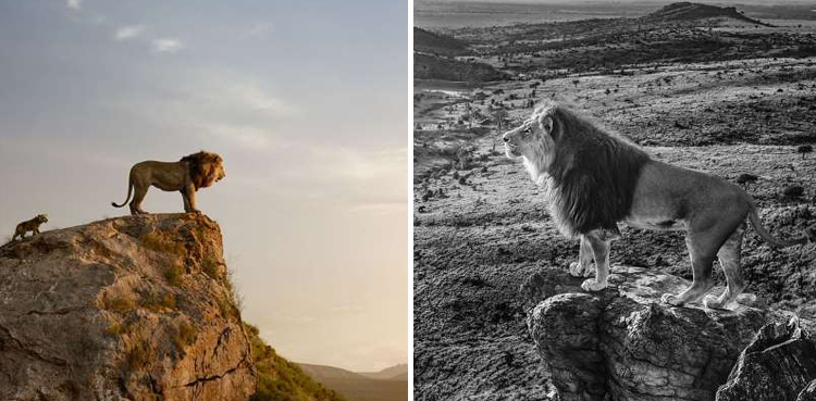 Lion King, photographer