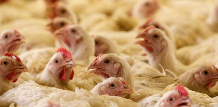 chicken prices, ghee, Punjab, regulate prices