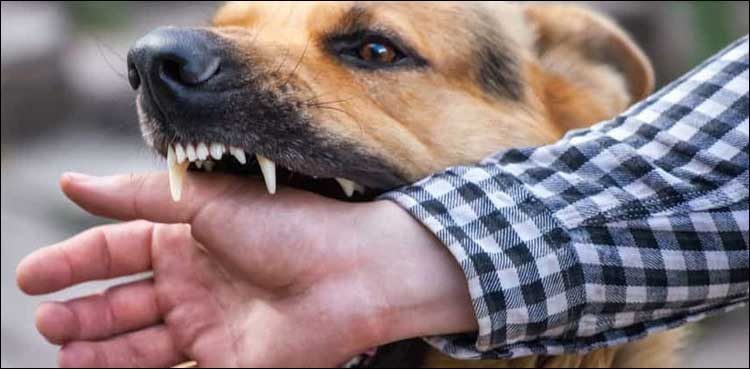 Bite, Bait Ul Mal