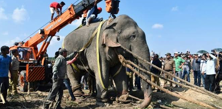 Rogue elephant killing India