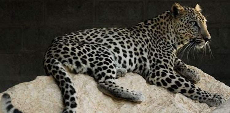 Persian leopard