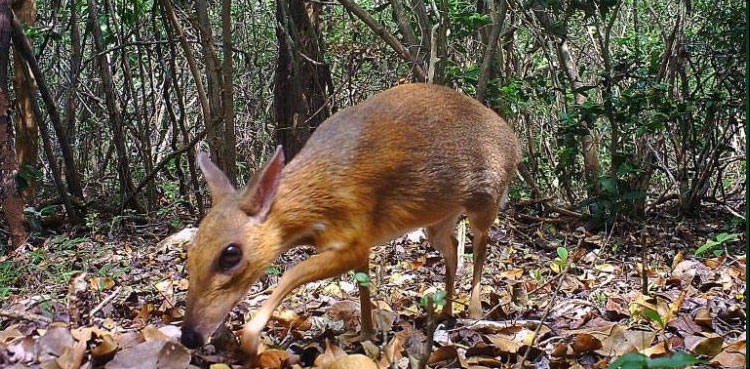 Vitrman deer