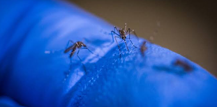 Punjab Dengue Fever Cases