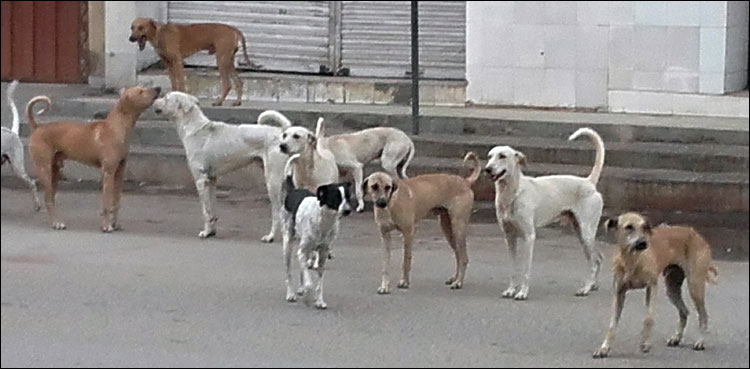 dogs gujrat own land