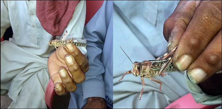 Chairman NDMA, locusts
