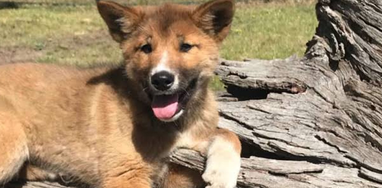 lost puppy purebred dingo