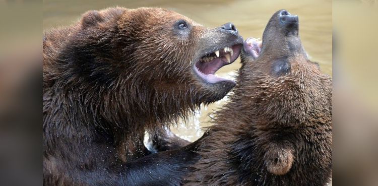 TV show , man vs bear