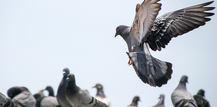 pigeon , india, property, kabutaran trust,